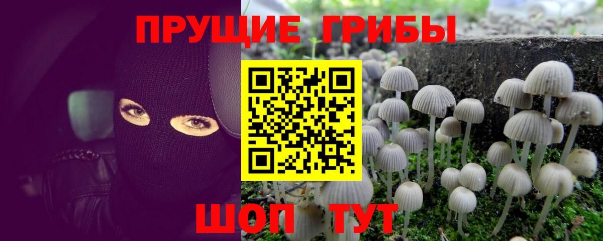 Галлюциногенные грибы Psilocybine cubensis Гуково